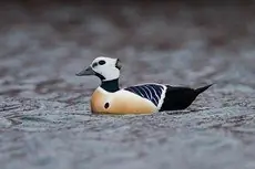 Steller's eider