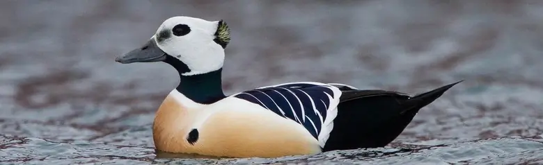 Steller's eider