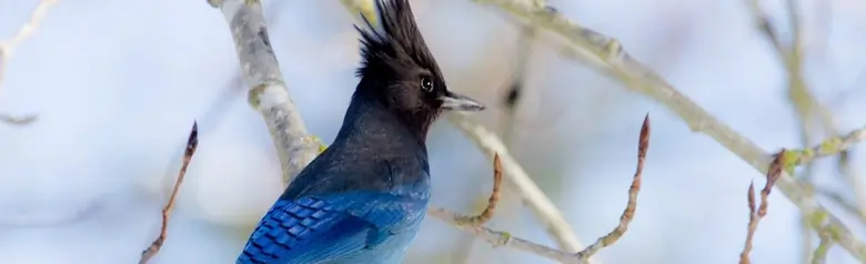 Steller's jay