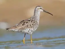 Stilt sandpiper