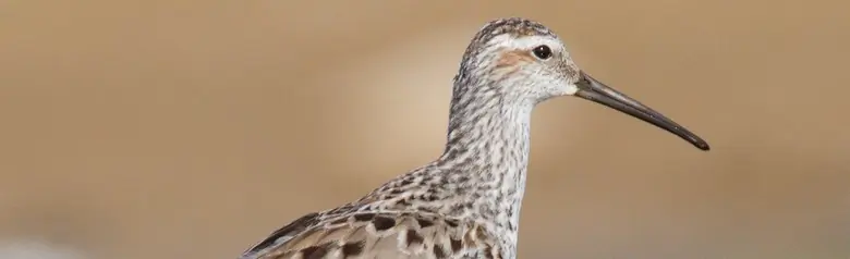 Stilt sandpiper