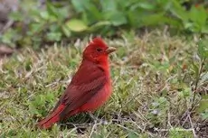 Summer tanager