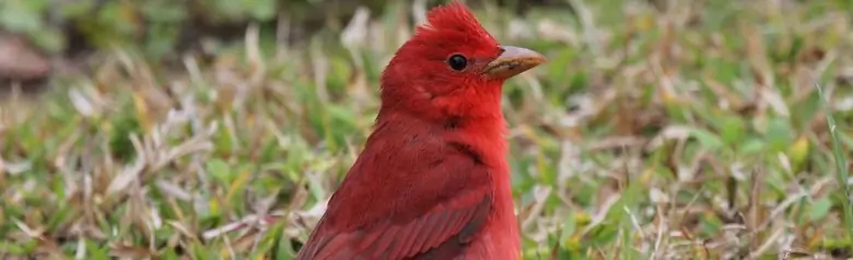 Summer tanager
