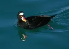 Surf scoter