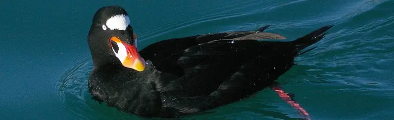Surf scoter