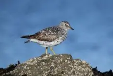 Surfbird