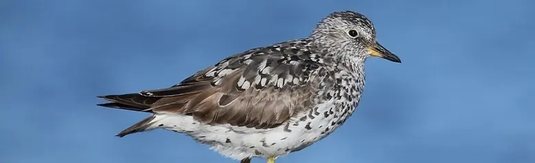 Surfbird