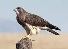 Swainson's hawk