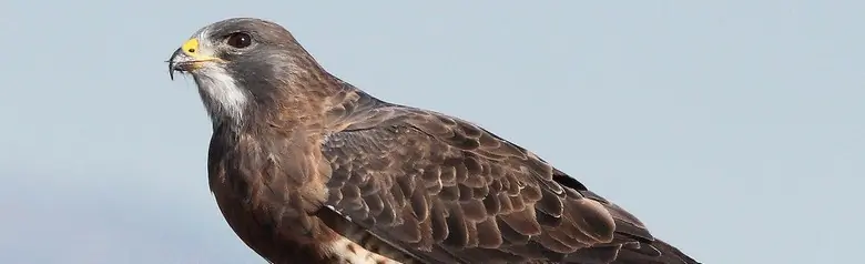 Swainson's hawk