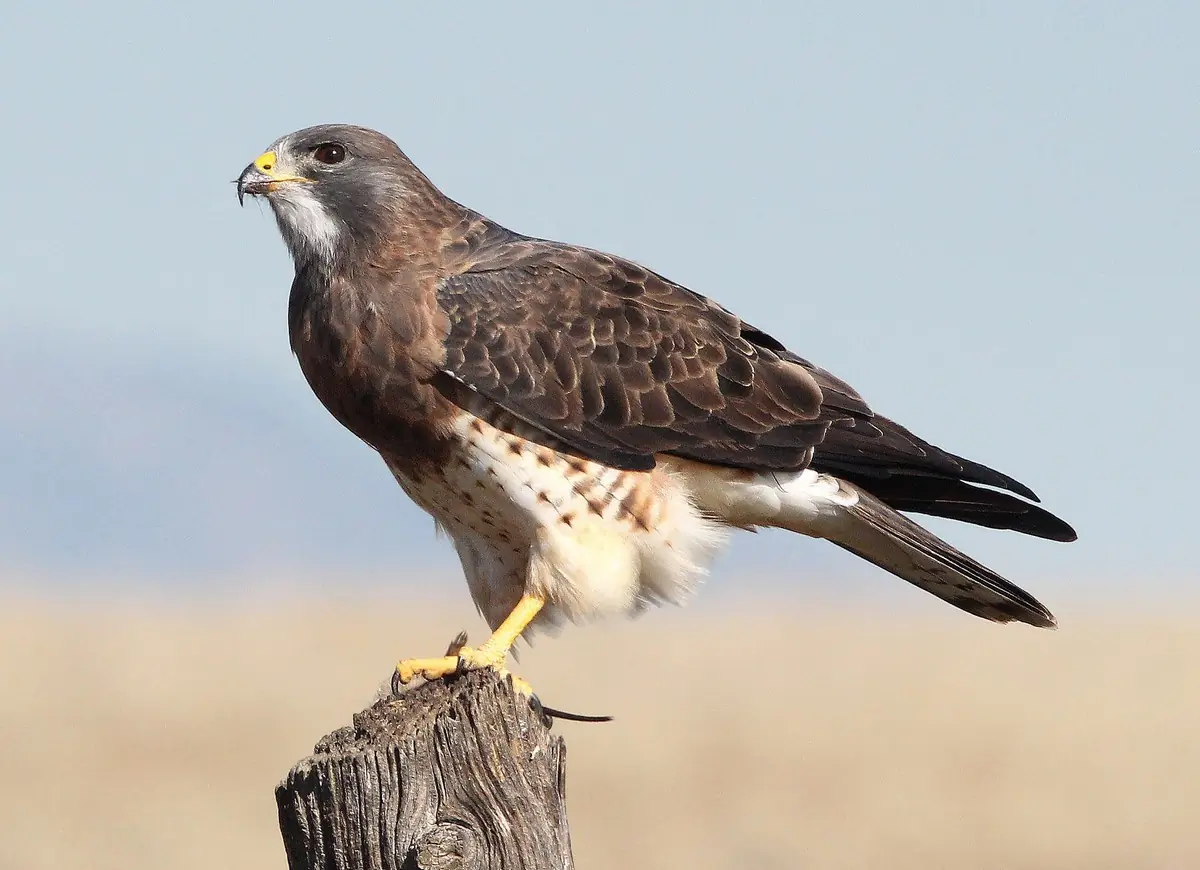 Swainson's hawk