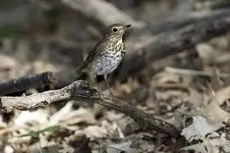 Swainson's thrush
