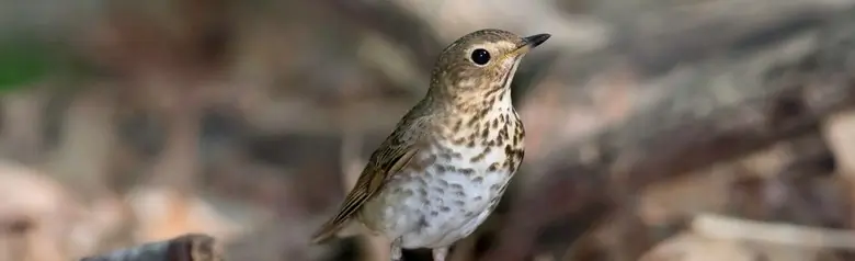 Swainson's thrush