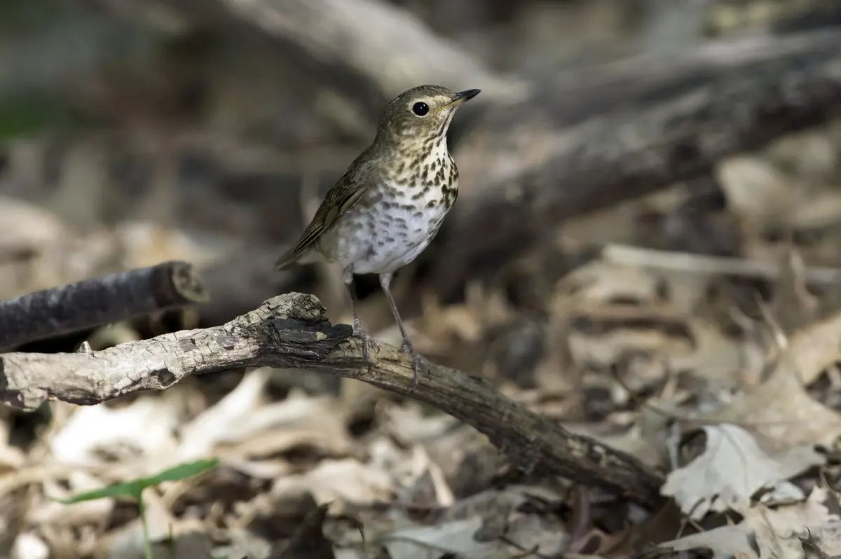 Swainson's thrush
