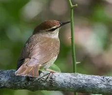 Swainson's warbler