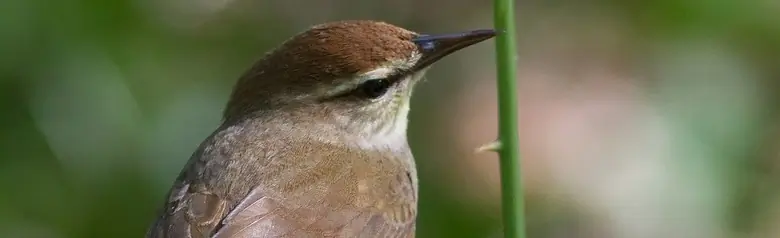 Swainson's warbler