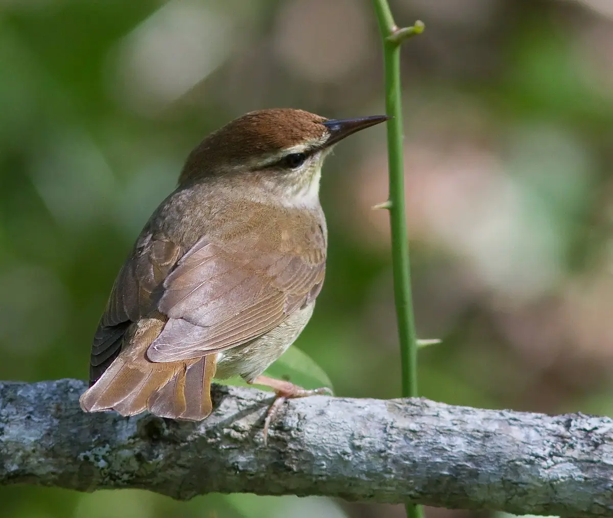 Swainson's warbler