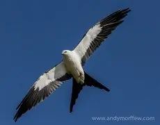 Swallow-tailed kite