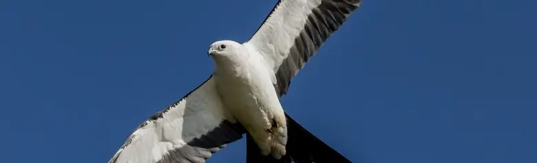 Swallow-tailed kite