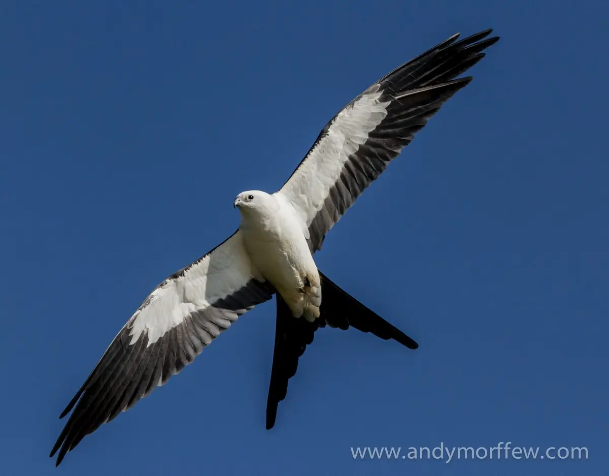 Swallow-tailed kite