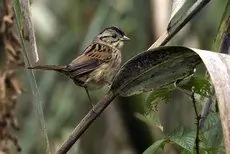 Swamp sparrow