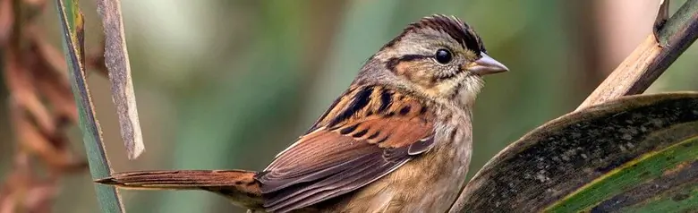 Swamp sparrow