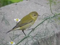 Tennessee warbler