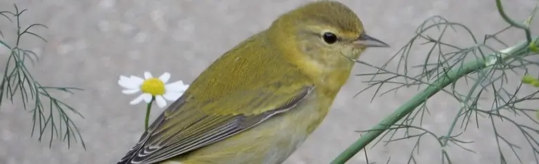 Tennessee warbler