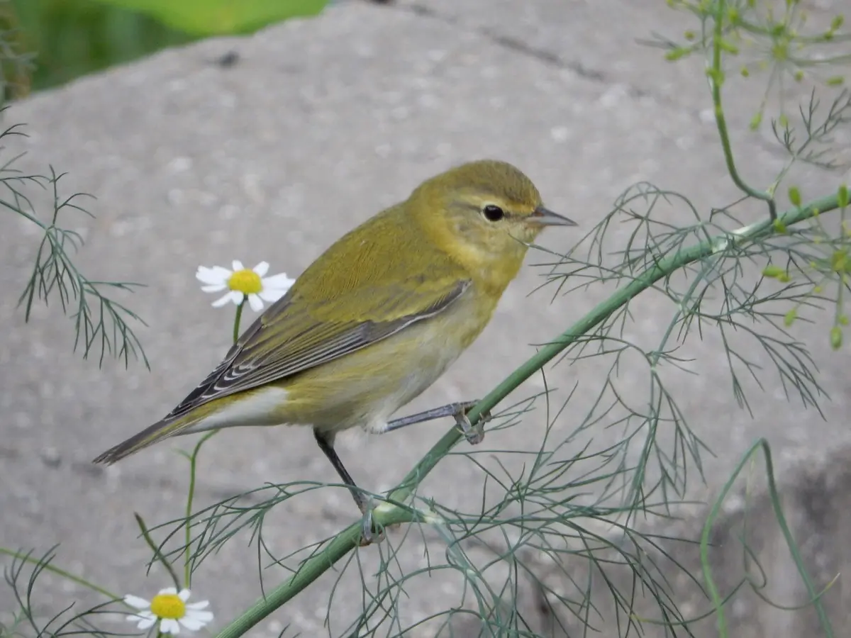 Tennessee warbler