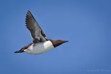 Thick-billed murre