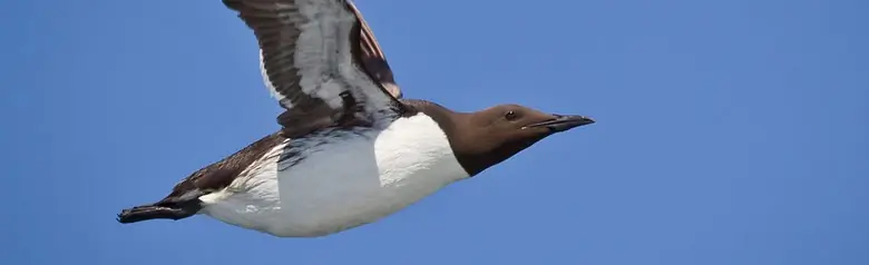 Thick-billed murre