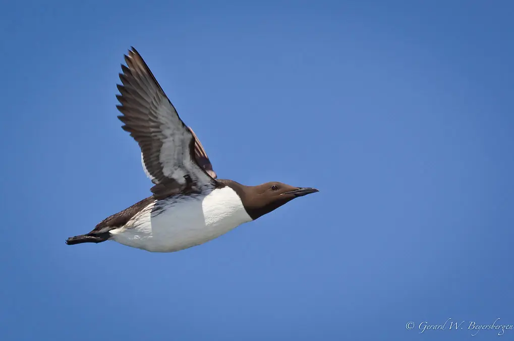 Thick-billed murre