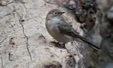 Townsend's solitaire