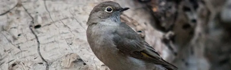 Townsend's solitaire