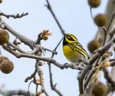 Townsend's warbler