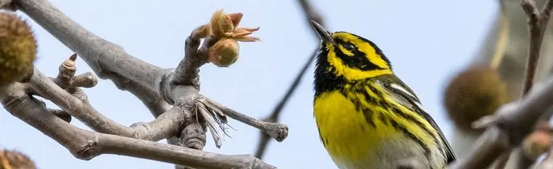 Townsend's warbler