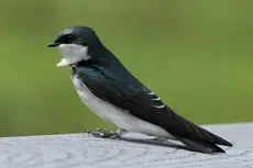 Tree swallow