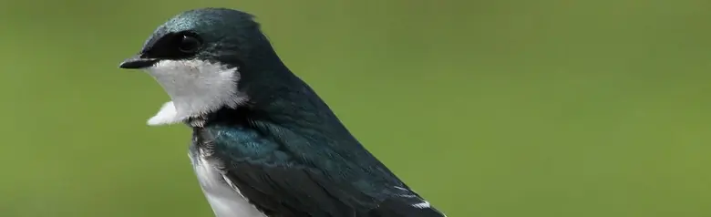 Tree swallow