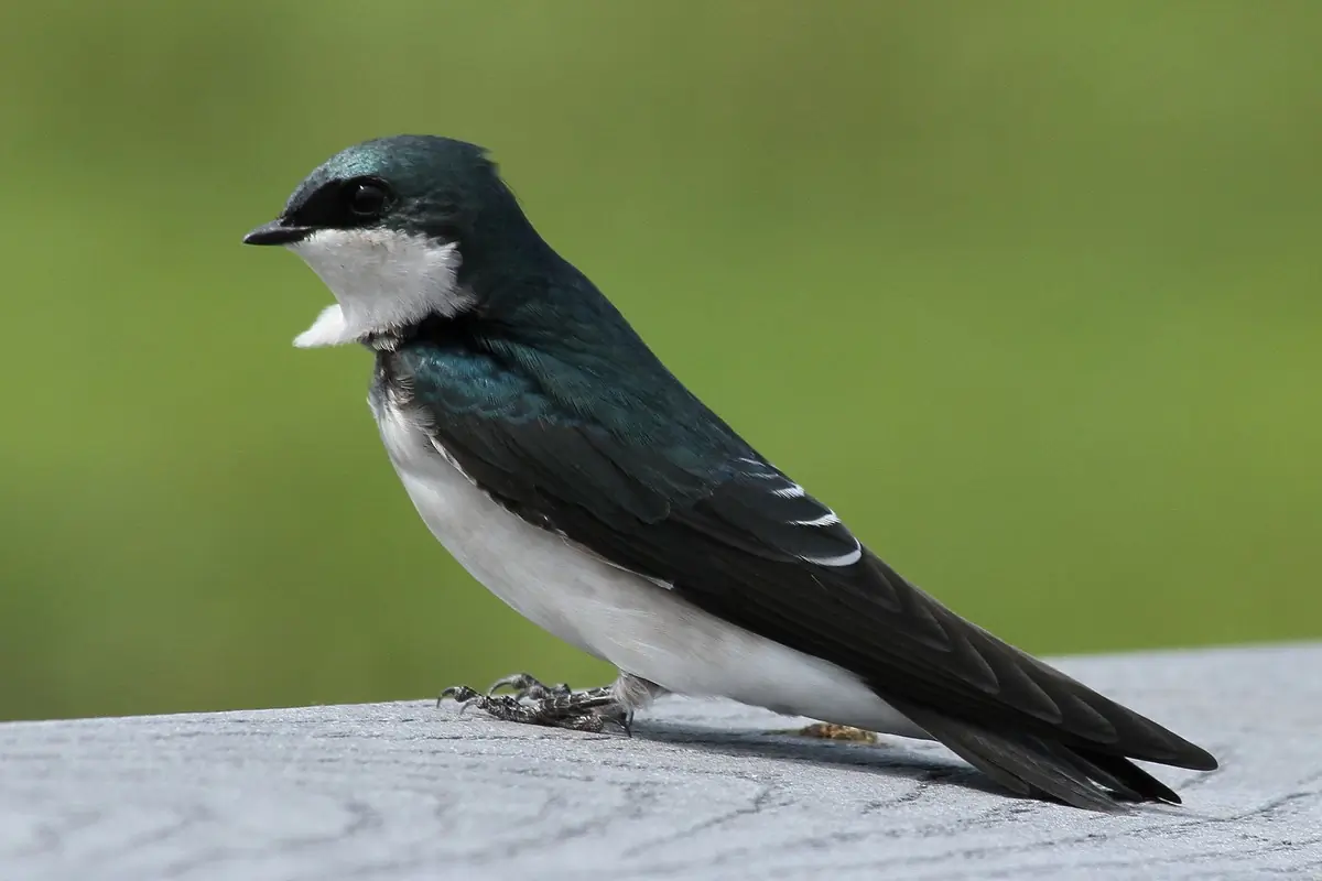 Tree swallow