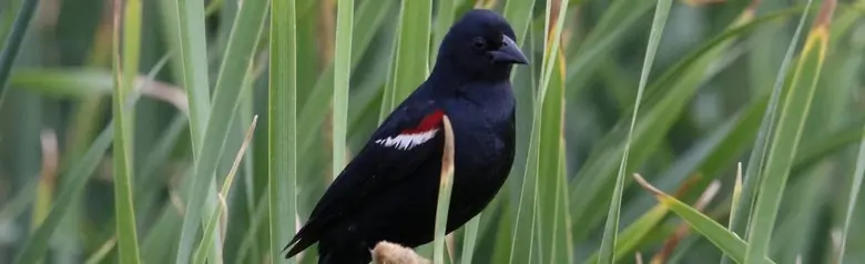 Tricolored blackbird