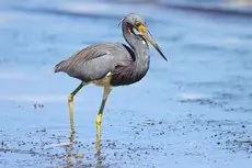 Tricolored heron