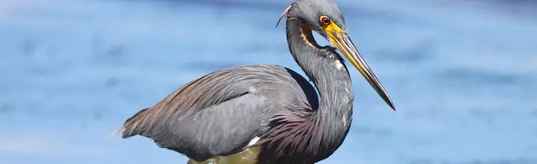 Tricolored heron