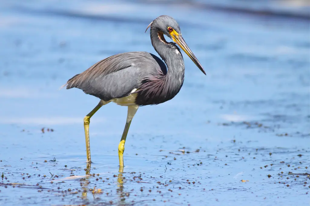 Tricolored heron