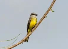 Tropical kingbird