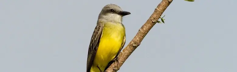 Tropical kingbird
