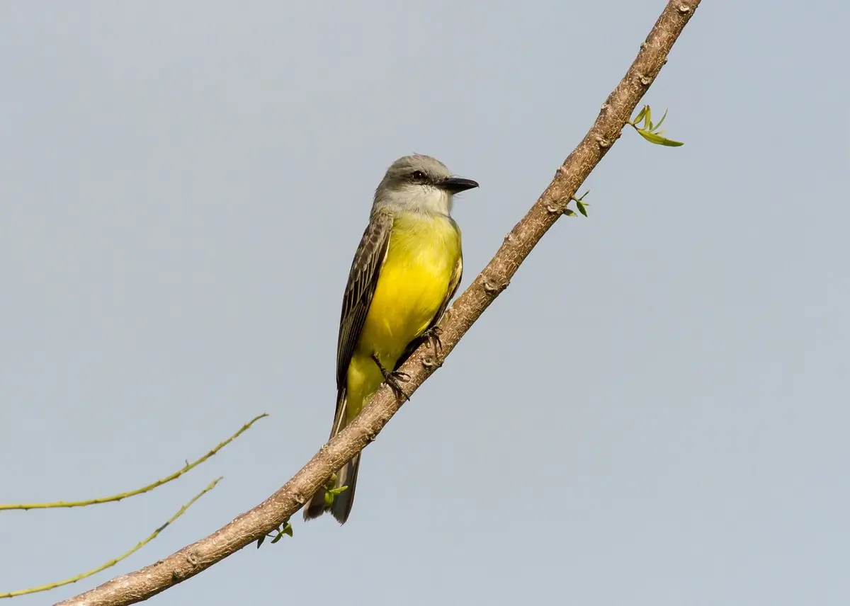 Tropical kingbird