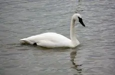 Trumpeter swan