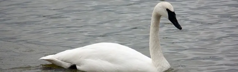 Trumpeter swan