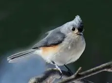 Tufted titmouse