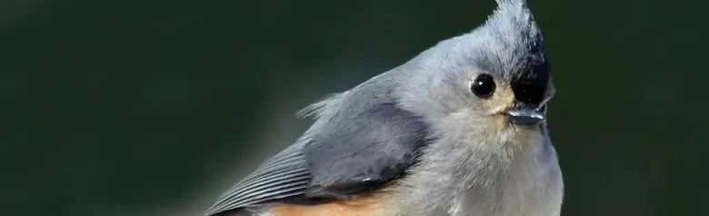 Tufted titmouse