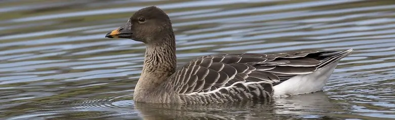 Tundra bean goose. A small brown goose with a brown beak with an orange spot.